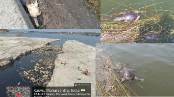 भुसावळ :तापी नदीतील शेळगाव बॅरेज जलसाठ्यातील प्रदूषणामुळे दुर्मिळ जलचर प्राण्यांचा अधिवास धोक्यात; 3 कासवांचा मृत्यू